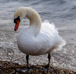 Swans