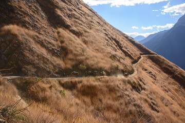 Mules on the trail to the amazing Choquequirao Incan ruins, the "other Machu Picchu," Santa Teresa, Apurimac, Peru
