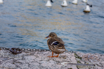 Duck