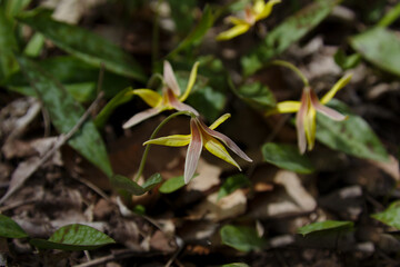 Naklejka na ściany i meble Yellow Trout Lilies (Erythronium americanum) blooming on the spring forest floor. Shot in Waterloo, Ontario, Canada.