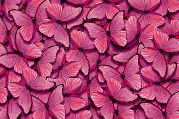 Shades of pink. Wings of a butterfly Morpho. Flight of bright pink butterflies abstract background.