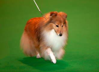 Sheltie at a dog show