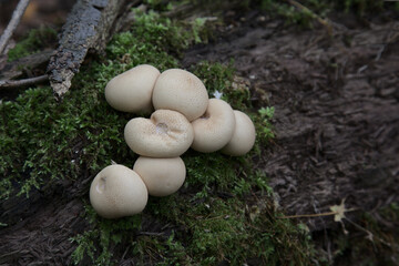 Pear-shaped Puffball (Apioperdon pyriforme) growing on a log, shot in Waterloo, Ontario, Canada.