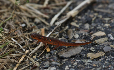 A Red-Spotted Newt (Notophthalmus viridescens) walking on pavement.  Shot in Waterloo, Ontario,...
