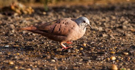 pigeon on the ground