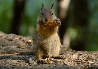 squirrel eating pine cone
