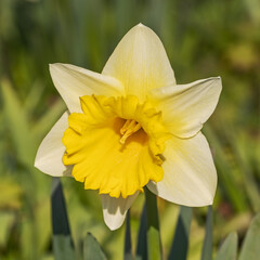 Eine Narzissenblüte mit hellgelben Kronblättern und gelber Nebenkrone oder Trompete im Frühling