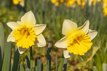 Obraz premium Zwei Narzissenblüten mit hellgelben Kronblättern und gelber Nebenkrone oder Trompete im Frühling.