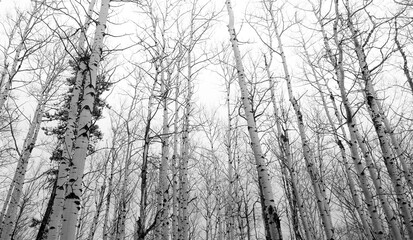 silhouette of  trees