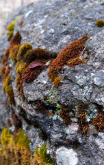 moss on the rock