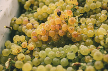 White wine grapes after harvest 
