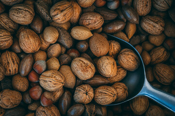 walnuts and hazelnuts 