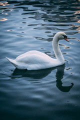 swan on the lake