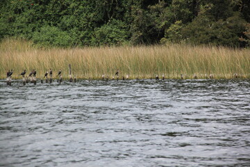 birds at stands in the bay of the lake