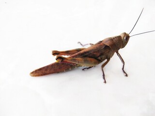Close-up of a brown grasshopper against a white background.Caelifera insecta isolated on white, studio shot
