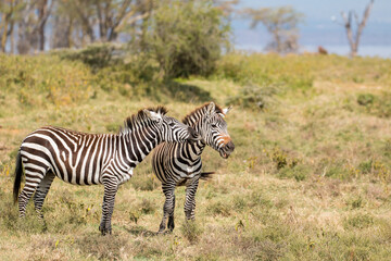 Fototapeta na wymiar zebra couple playing in beautiful light (beautiful natural pattern and intense colours)