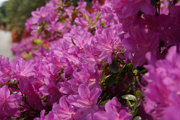 Pink Flowers Close Up