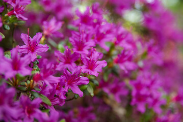Fototapeta premium Pink Flowers Close Up
