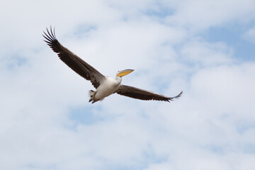 pelican in flight close up