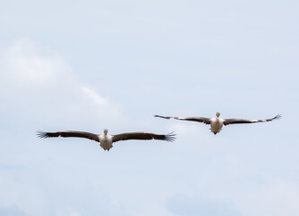 pelican couple in flight close up flying at photographer