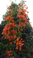 Naklejka na ściany i meble Flores de color naranja