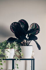 Bush rose calathea medallion in a pot on a shelf