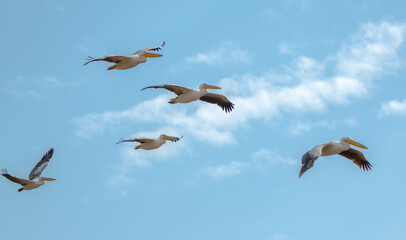 pelican group in flight close up