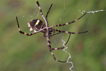 spider on a web