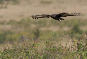 large bird of prey flying