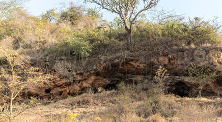 large african male lion lying in a cave in a scenic background