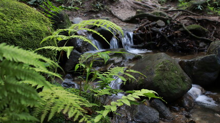 arroyo natural en el bosque