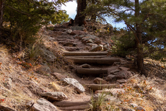 steps in the forest