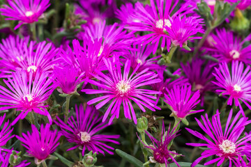 Obraz premium Close-up of Georgia Aster flowers, Symphyotrichum georgianum, is a rare flowering plant of the Compositae family.