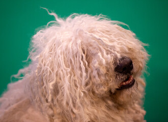 Komondor at a dog show