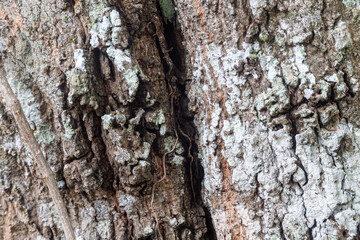 Wild tree texture