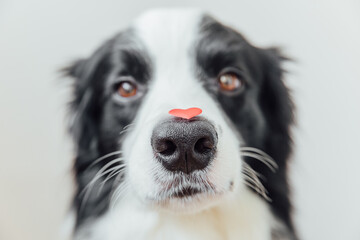 St. Valentine's Day concept. Funny portrait cute puppy dog border collie holding red heart on nose on white background. Lovely dog in love on valentines day gives gift.