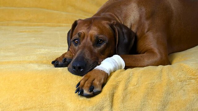 Big brown Rhodesian Ridgeback dog with bandage on paw. Sick dog.