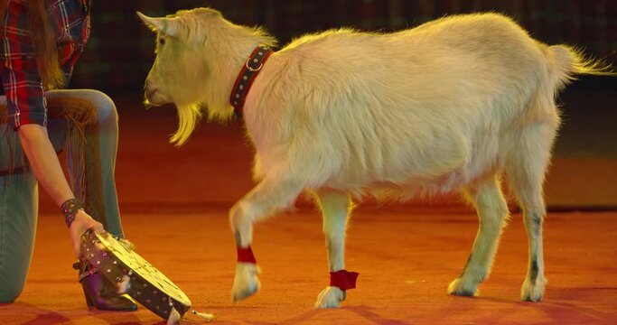White fluffy goat is banging on a tambourine, trained farm animals, 4k