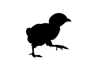 Young and newly hatched chicken chick from the easter egg, easter chick. Real silhouette.