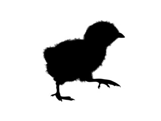 Young and newly hatched chicken chick from the easter egg, easter chick. Real silhouette.