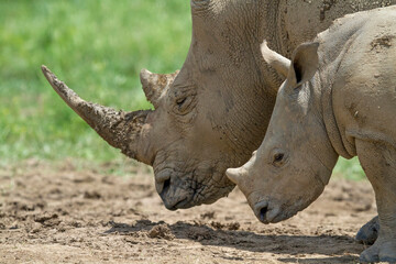 Mother and baby White Rhino