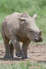 Fototapeta premium Cute Baby White Rhino