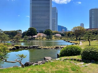 芝離宮庭園1　桜と高層ビル