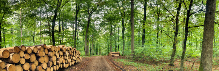 A panorama view of a hardwood forest