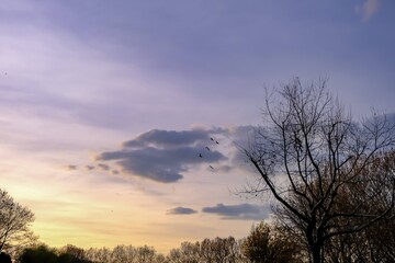 Groups of birds on the sunset sky.