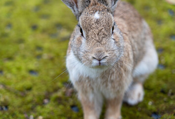 A slightly wet rabbit on green moss