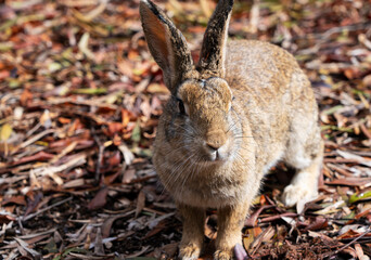 Rabbit on a fallen leaf