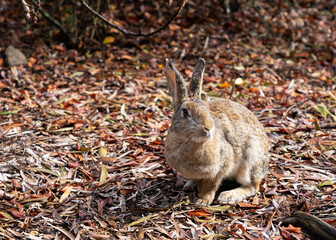 Rabbit on a fallen leaf