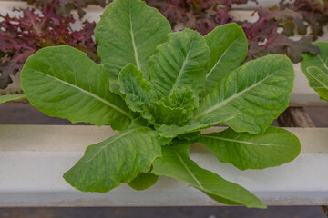 Hydroponics,Organic fresh harvested vegetables