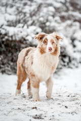 An australian shepherd puppy on snow in winter. Portrait of a red merle dog, happy face.